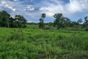 À venda - Fazenda em Faina - Goiás