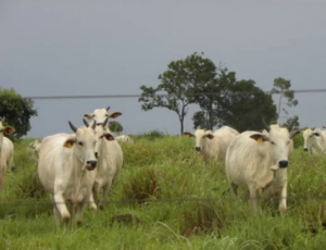 À venda - Fazenda em Goiás - Goiás