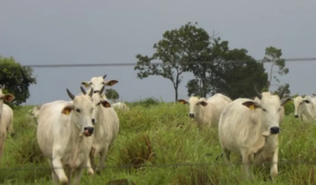 À venda - Fazenda em Goiás - Goiás