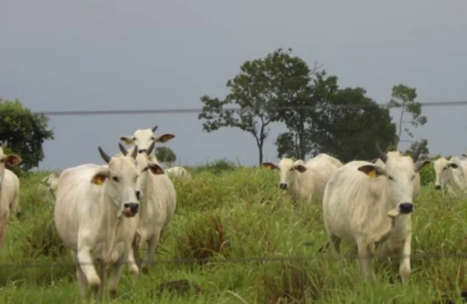 À venda - Fazenda em Goiás - Goiás