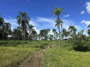 À venda - Fazenda em Inhumas - Goiás