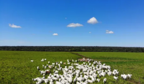 À venda - Fazenda em Presidente Kennedy - Tocantins