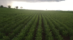 À venda - Fazenda em Arraias - Tocantins