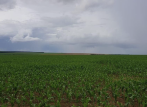 À venda - Fazenda em Campos de Júlio - Mato Grosso