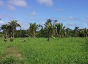  À venda - Fazenda em Colorado do Oeste - Rondônia