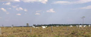 À venda - Fazenda em Indefinido - Rondônia