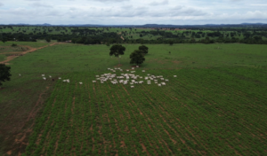 À venda -  Fazenda em Itapirapuã - Goiás