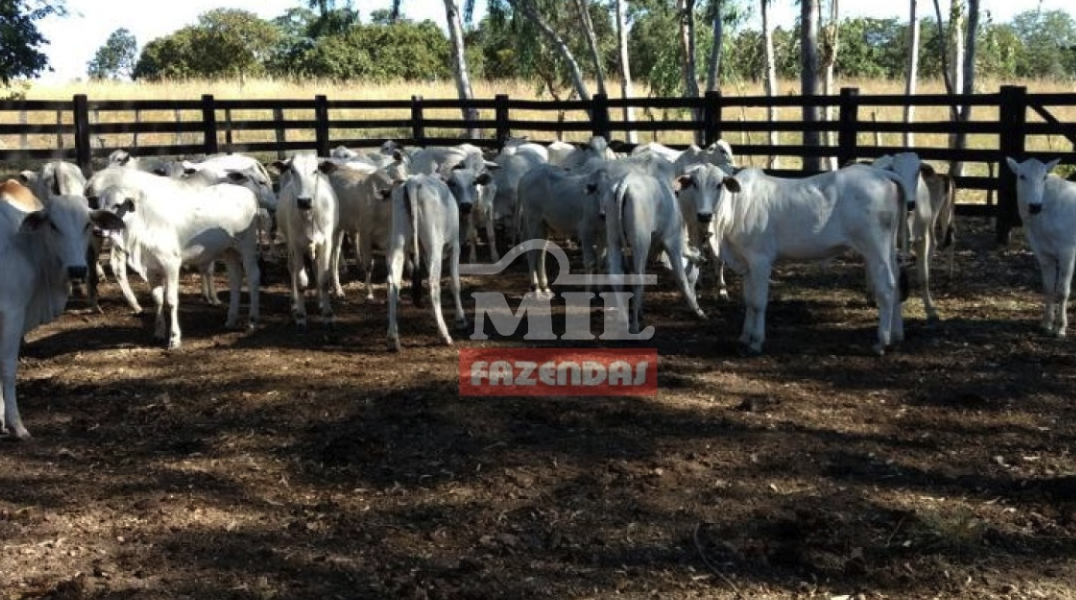 À venda - Fazenda em Natividade - Tocantins