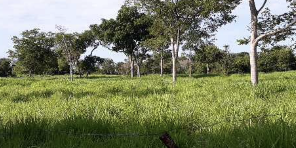 À venda - Fazenda em Paranã - Tocantins