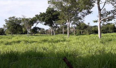 À venda - Fazenda em Paranã - Tocantins