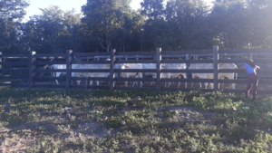 À venda - Fazenda em Paranã - Tocantins