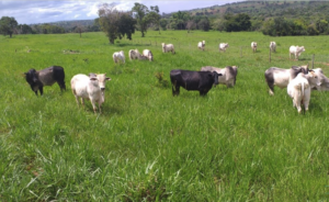 À venda - Fazenda em Paranaíba - Mato Grosso do Sul