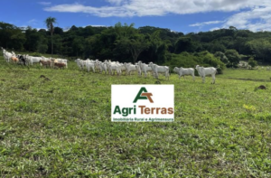 À venda – Fazenda em Araçu - Goiás