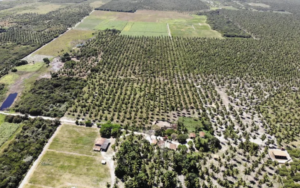 À venda – Fazenda em Beberibe - Ceará