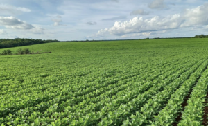 À venda – Fazenda em Canarana - Mato Grosso