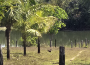 À venda – Fazenda em Goiânia - Goiás