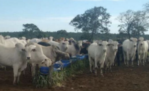 À venda – Fazenda em Mineiros - Goiás