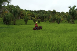 À venda – Fazenda em Pacajá - Pará