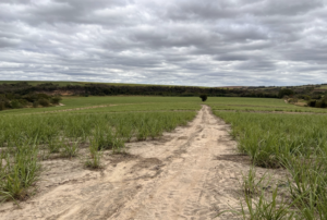 À venda – Fazenda em Porto Feliz - São Paulo