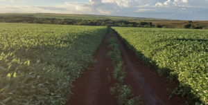 À venda – Fazenda em Rondolândia - Mato Grosso