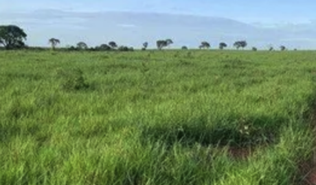 À venda – Fazenda em São Jorge do Patrocínio - Paraná