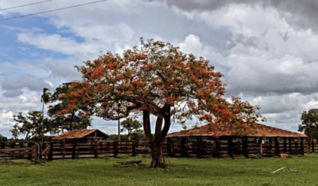 À venda – Fazenda em São Miguel do Araguaia - Goiás