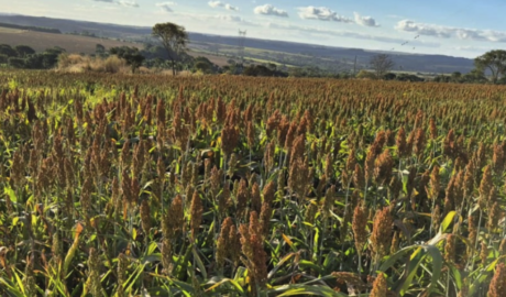 À venda – Sítio em Silvânia - Goiás