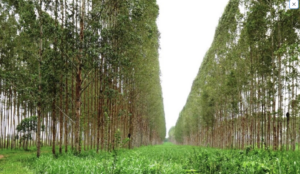 À venda – Fazenda em Baião - Pará