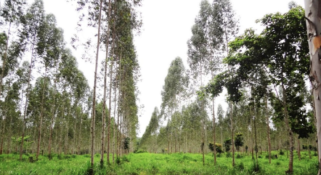 À venda – Fazenda em Baião - Pará