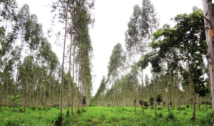 À venda – Fazenda em Baião - Pará