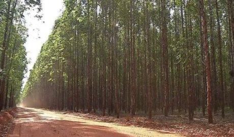 À venda – Fazenda em Campo Grande - Mato Grosso do Sul