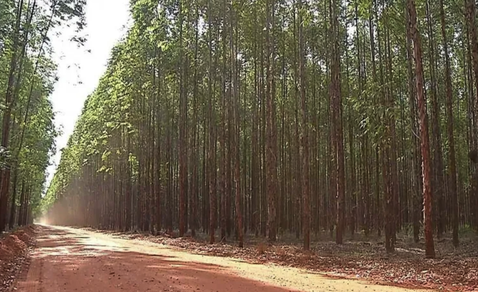 À venda – Fazenda em Campo Grande - Mato Grosso do Sul