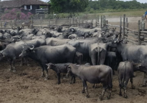 À venda – Fazenda em Chaves - Pará