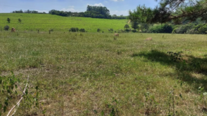 À venda – Fazenda em Itu - São Paulo