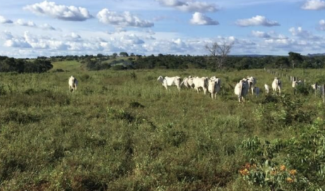 À venda – Fazenda em Miracema do Tocantins - Tocantins02