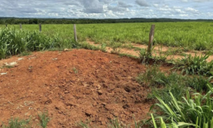 À venda – Fazenda em Nova Xavantina - Mato Grosso