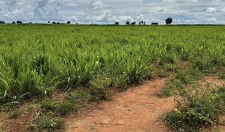 À venda – Fazenda em Nova Xavantina - Mato Grosso