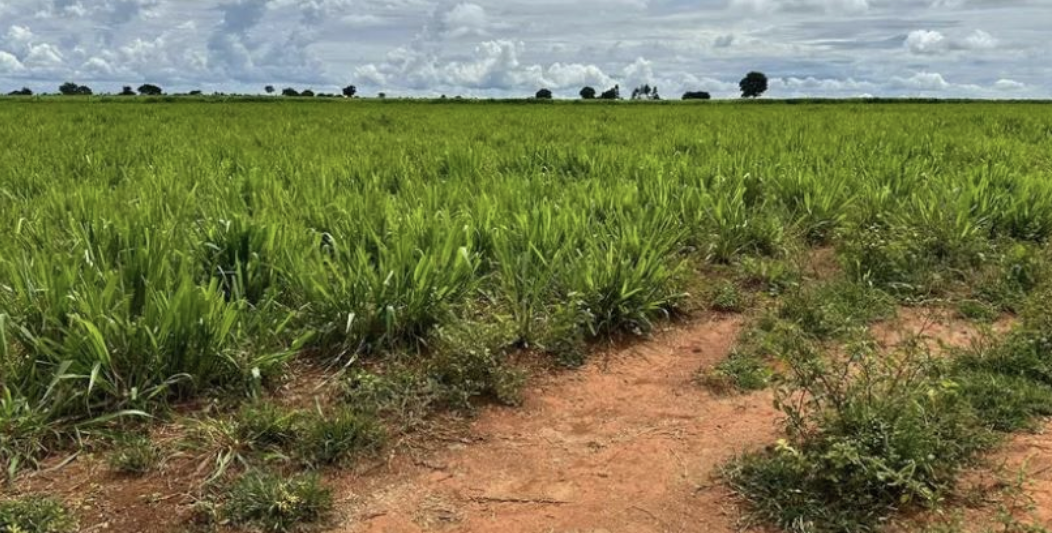 À venda – Fazenda em Nova Xavantina - Mato Grosso