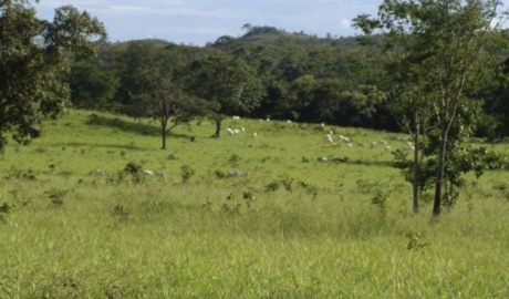 À venda – Fazenda em Padre Bernardo - Goiás