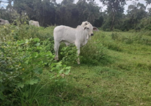 Anúncio de imóveis rurais a venda em São Paulo - SP