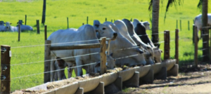 Fazendas a venda em Goiania - GO