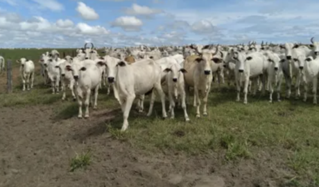 Fazendas para arrendar em São Paulo - SP