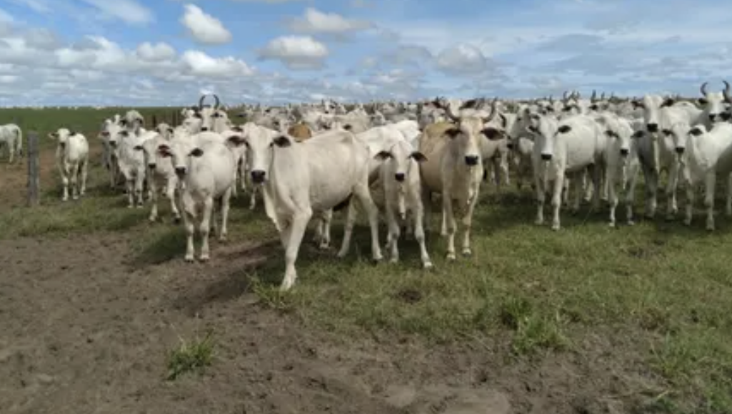 Fazendas para arrendar em São Paulo - SP