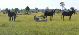 Imóveis rurais em Goiania - GO 