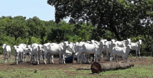 Venda de imóveis rurais em Goiania - GO