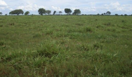 Como vender um imóvel rural em Macapá – Amapá