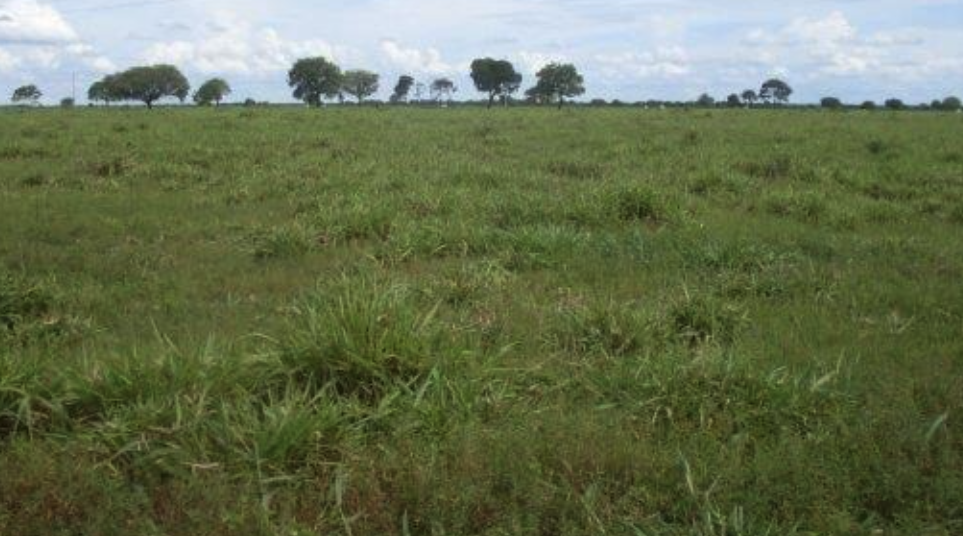 Como vender um imóvel rural em Macapá – Amapá