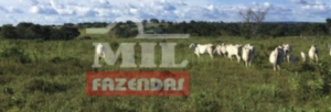 Fazenda em Miracema do Tocantins - Tocantins – Mil Fazendas