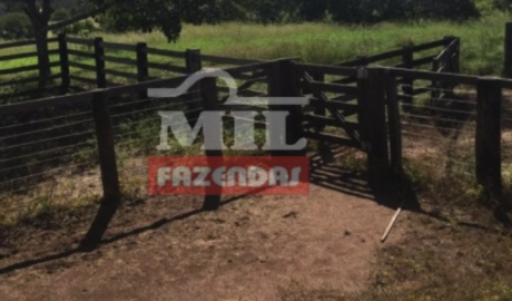 Fazenda em Miracema do Tocantins - Tocantins – Mil Fazendas