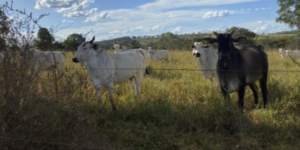 Fazendas para arrendar em Macapá – Amapá